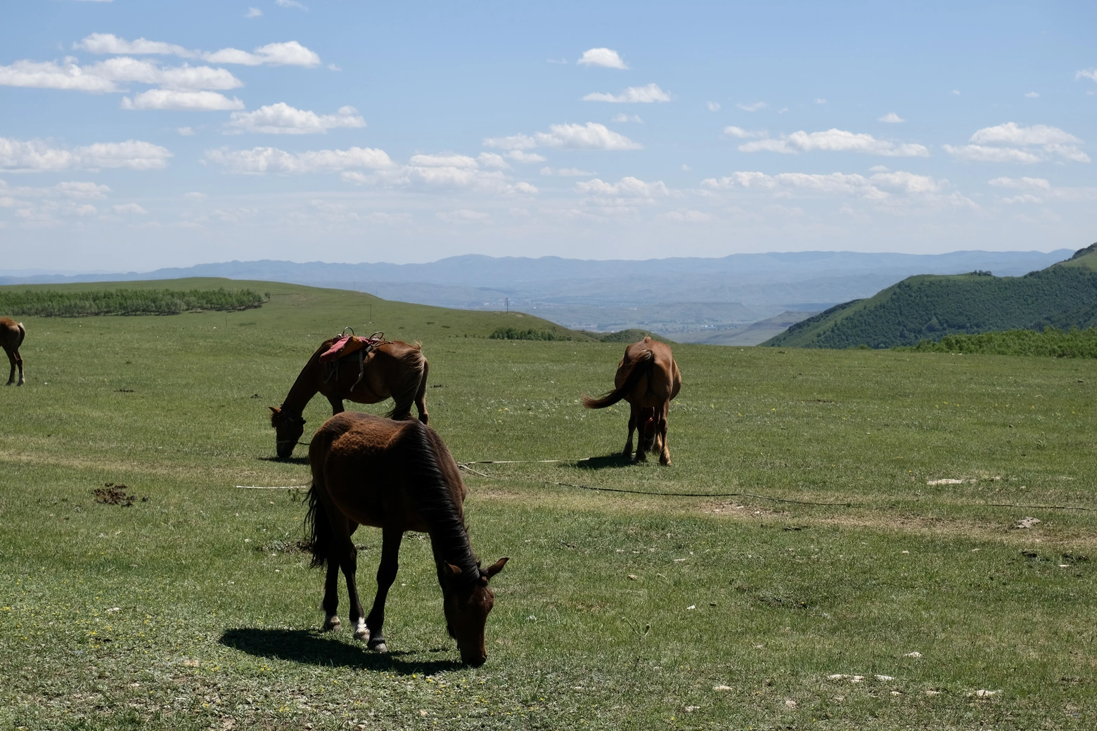 Horses on the Road