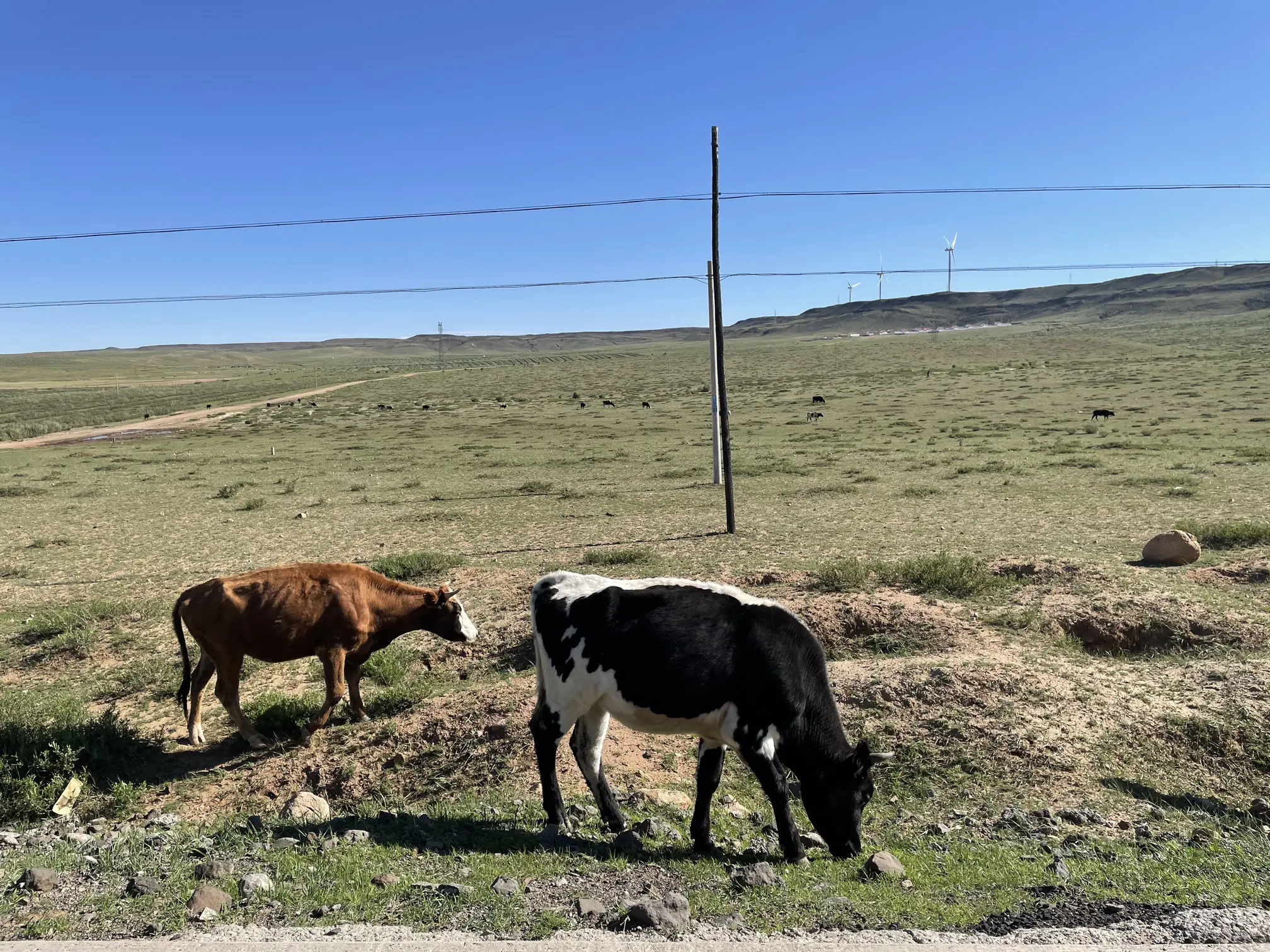 Cows by the Road